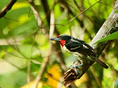 Black-spotted Barbet