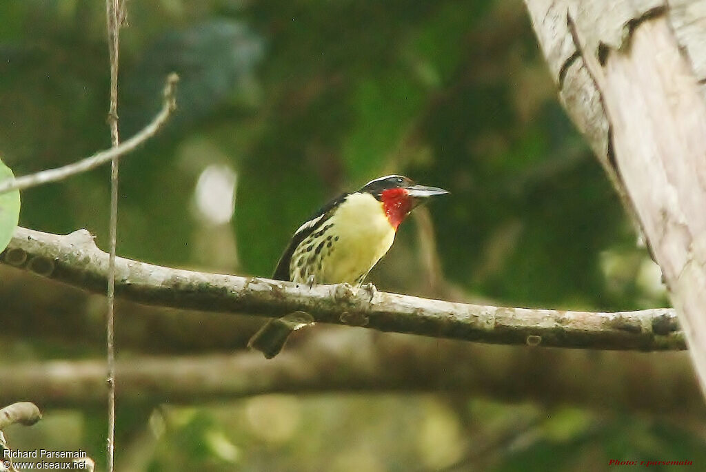 Black-spotted Barbetadult