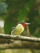 Black-spotted Barbet