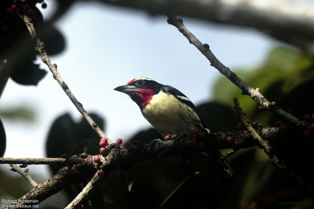 Black-spotted Barbet male adult