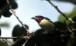 Black-spotted Barbet