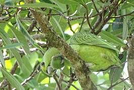 Short-tailed Parrot