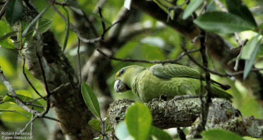 Short-tailed Parrotadult