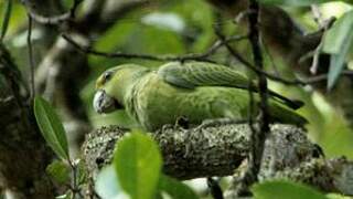 Short-tailed Parrot