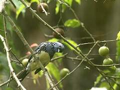 Turquoise Tanager