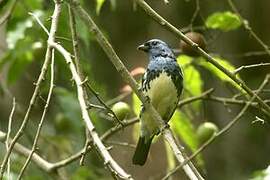 Turquoise Tanager