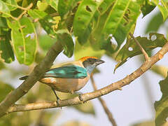 Burnished-buff Tanager