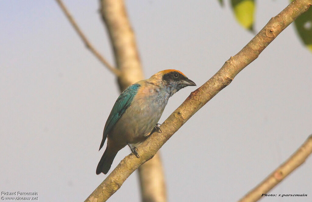 Burnished-buff Tanageradult