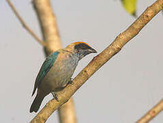 Burnished-buff Tanager