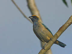 Burnished-buff Tanager