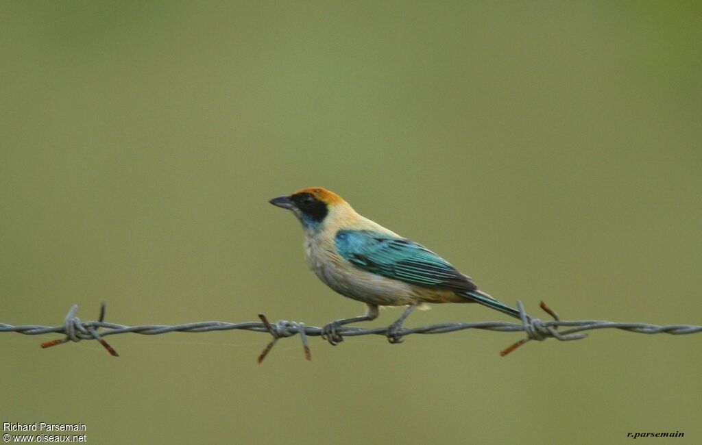 Burnished-buff Tanager male