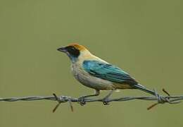 Burnished-buff Tanager