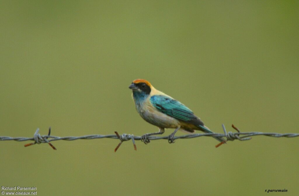 Burnished-buff Tanager male adult