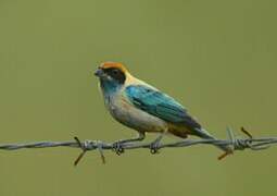 Burnished-buff Tanager