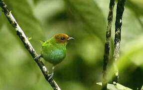 Bay-headed Tanager