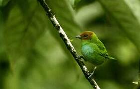 Bay-headed Tanager