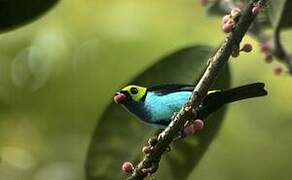 Paradise Tanager