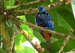 Opal-rumped Tanager