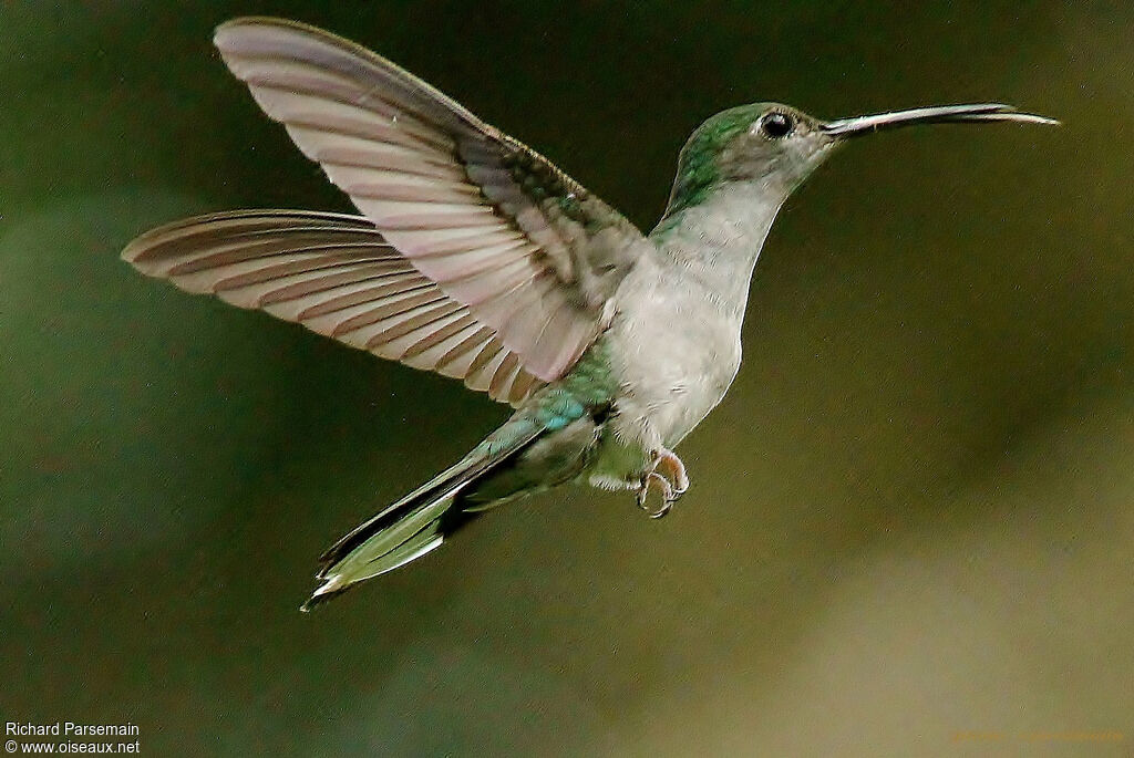 Grey-breasted Sabrewingadult, Flight