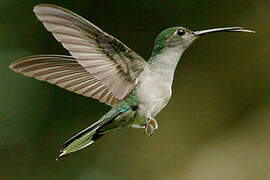 Grey-breasted Sabrewing