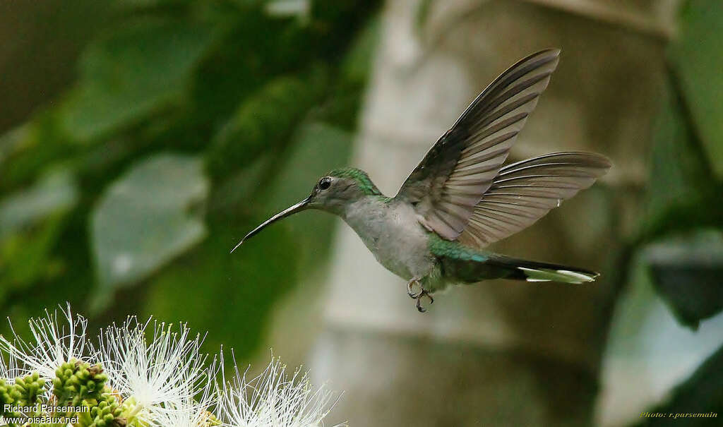 Grey-breasted Sabrewingadult, Flight