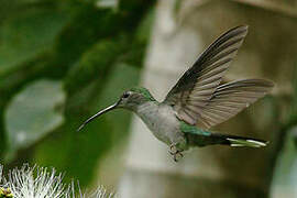 Grey-breasted Sabrewing