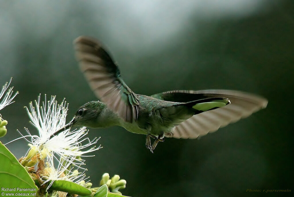 Grey-breasted Sabrewingadult