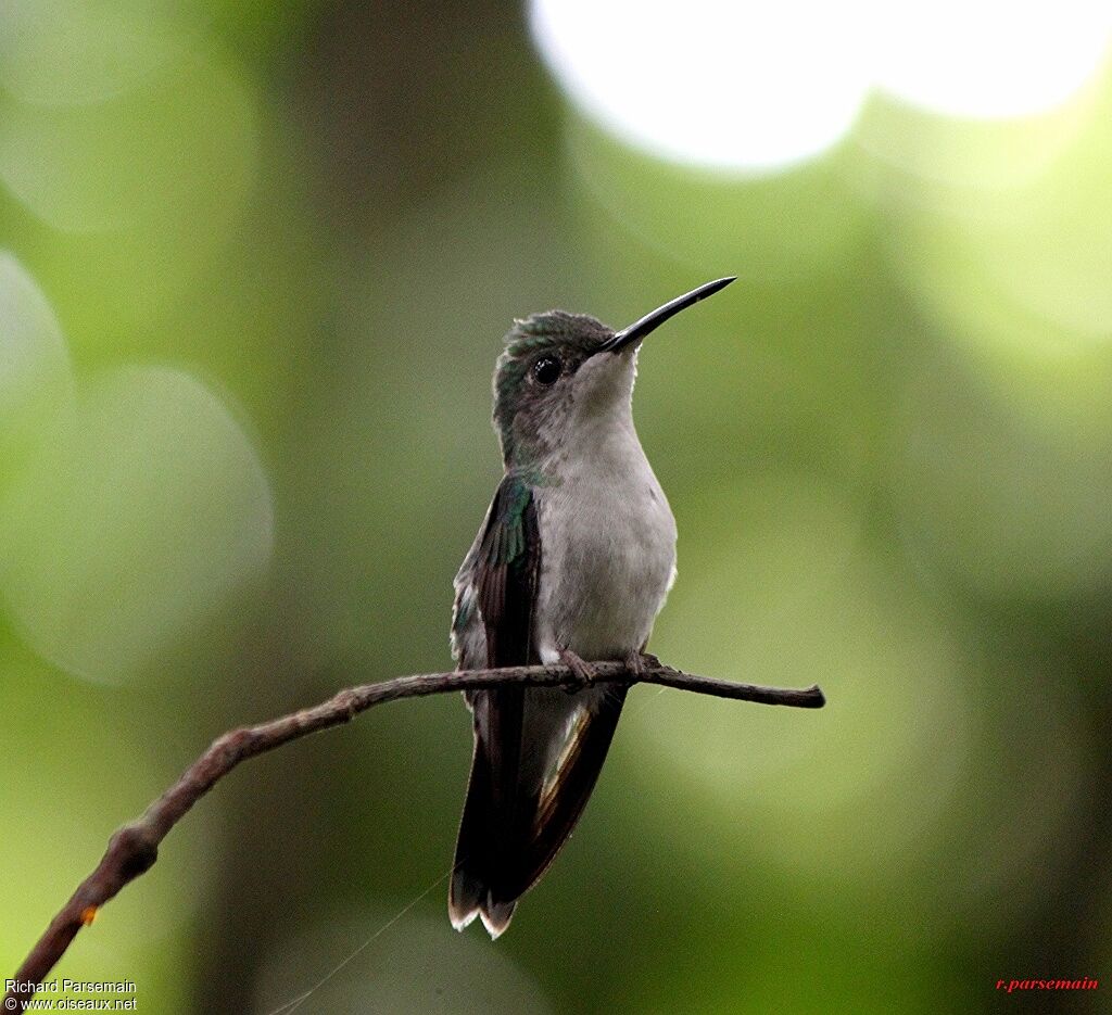 Grey-breasted Sabrewingadult