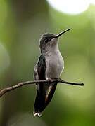 Grey-breasted Sabrewing