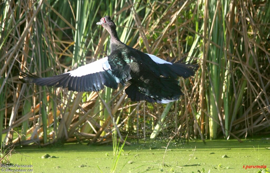 Canard musquéadulte