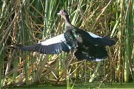 Muscovy Duck