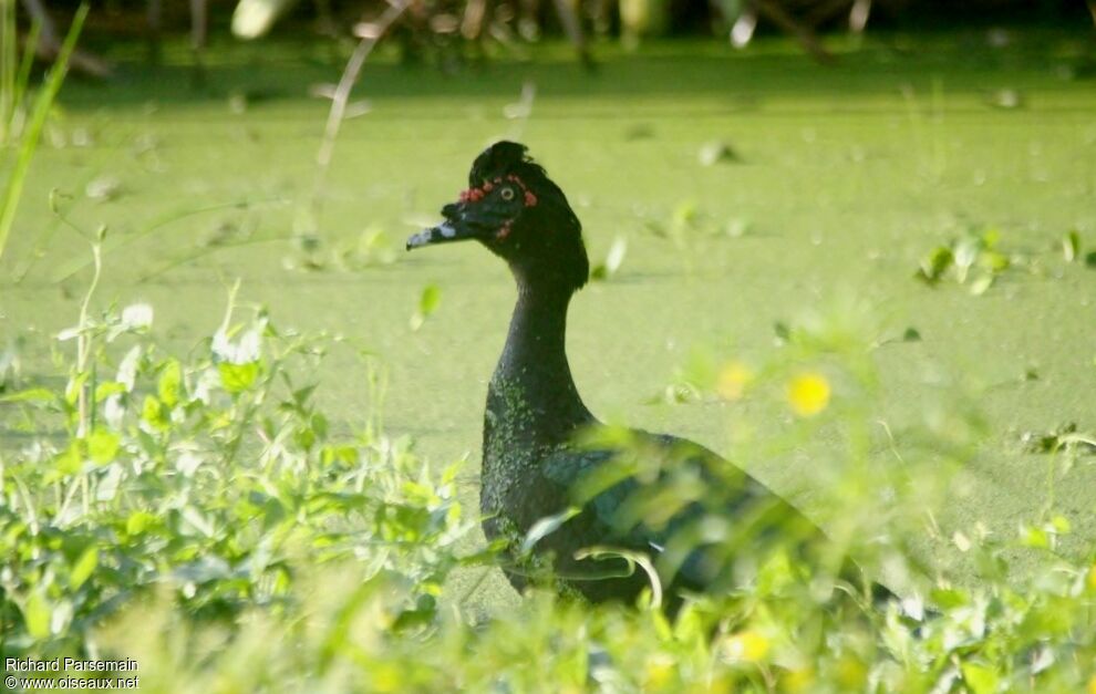 Canard musquéadulte