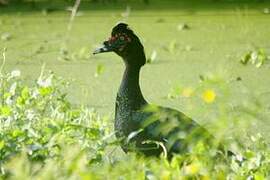 Muscovy Duck