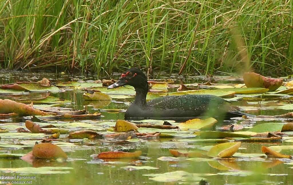 Canard musqué mâle adulte, habitat