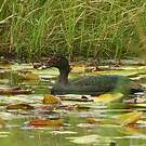 Canard musqué