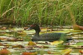 Canard musqué