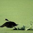 Canard musqué