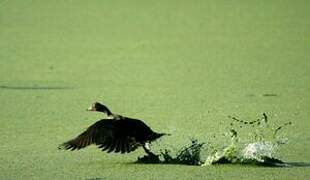 Muscovy Duck