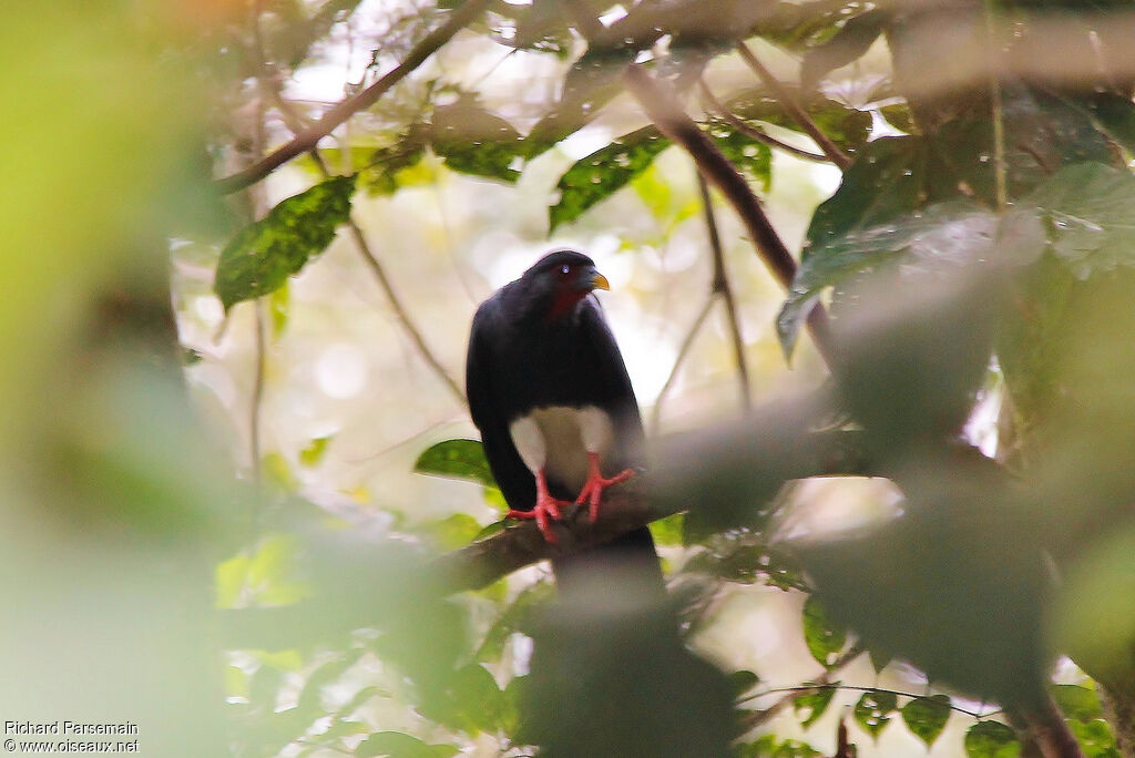 Red-throated Caracaraadult