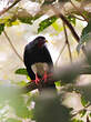 Caracara à gorge rouge