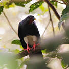 Caracara à gorge rouge
