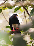 Red-throated Caracara