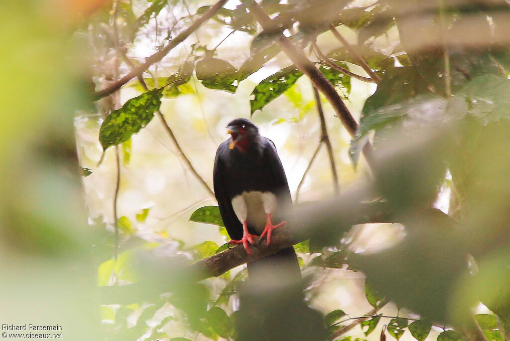 Caracara à gorge rougeadulte, chant