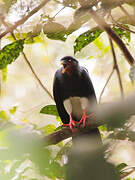 Red-throated Caracara