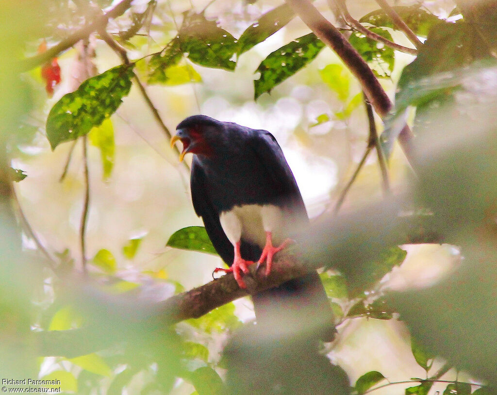 Red-throated Caracaraadult, Flight