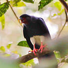 Caracara à gorge rouge