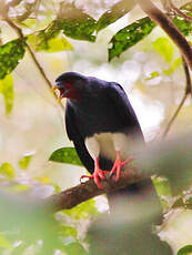 Caracara à gorge rouge