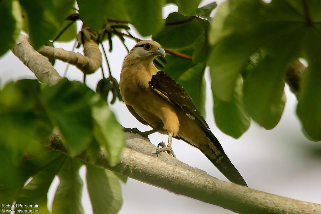 Yellow-headed Caracaraadult