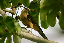 Yellow-headed Caracara