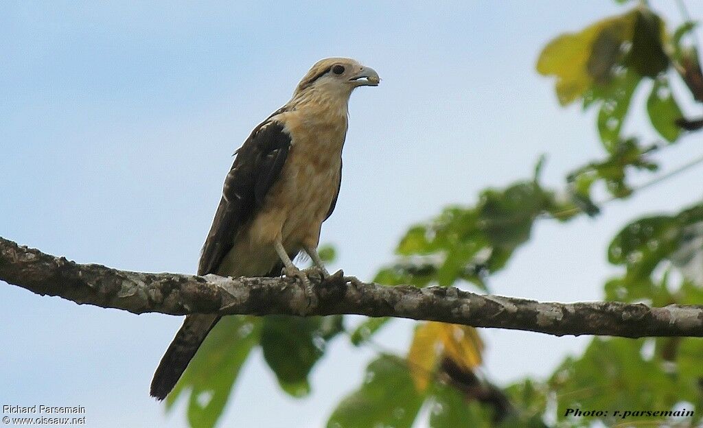 Caracara à tête jauneadulte